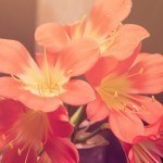 PART II: How to Figure Out What’s Important in Your Life